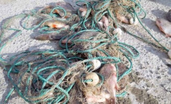 Plasă monofilament, confiscată la Ostrov